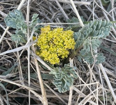 Cymopterus longipes