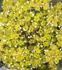 Cymopterus longipes
