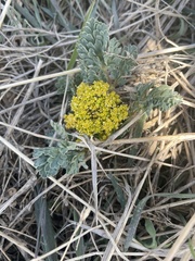 Cymopterus longipes