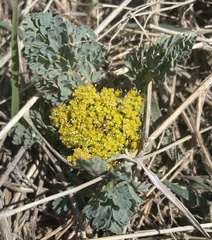 Cymopterus longipes