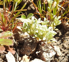 Hesperevax sparsiflora