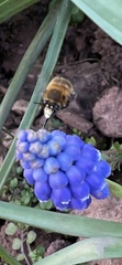 Anthophora plumipes