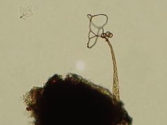 Clastoderma