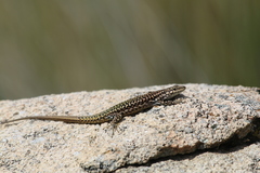 Podarcis virescens