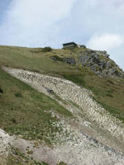 Leucocarbo chalconotus