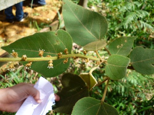 Croton smithianus