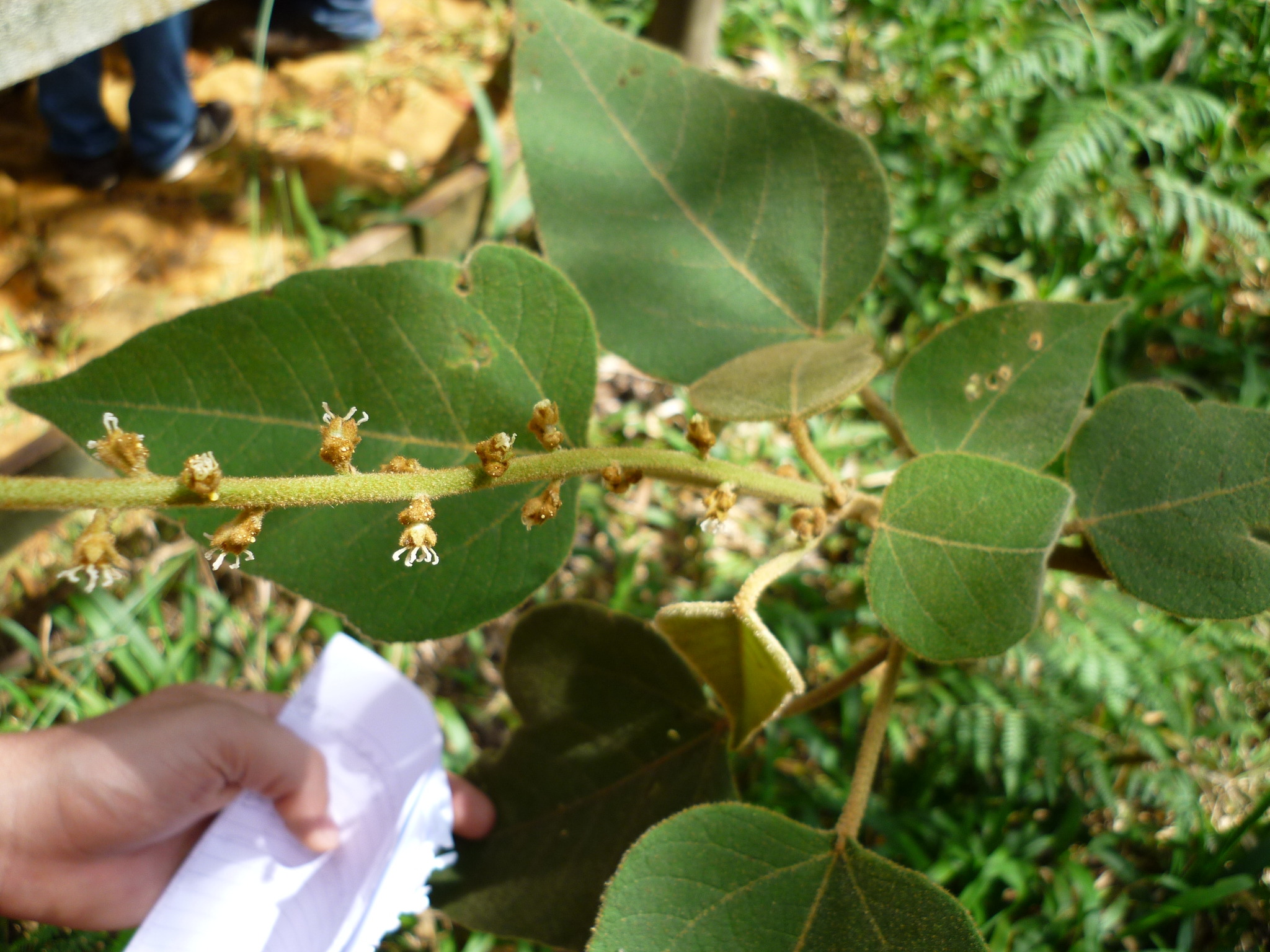 Croton smithianus