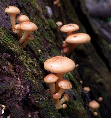 Pholiota prolixa