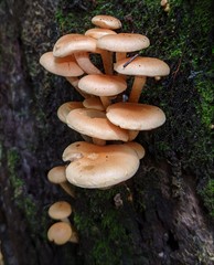 Pholiota prolixa