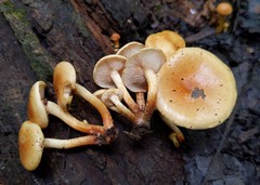 Pholiota prolixa