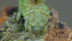 Cleorodes lichenaria