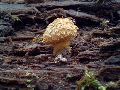 Leucopholiota