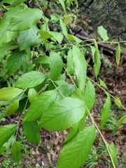 Photinia parvifolia