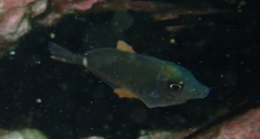 Prionurus maculatus