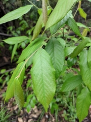 Photinia parvifolia