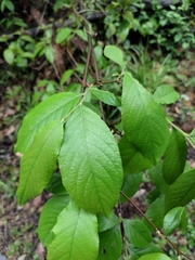 Photinia parvifolia