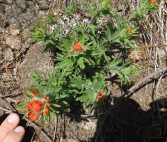 Castilleja hispida hispida