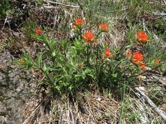 Castilleja hispida hispida