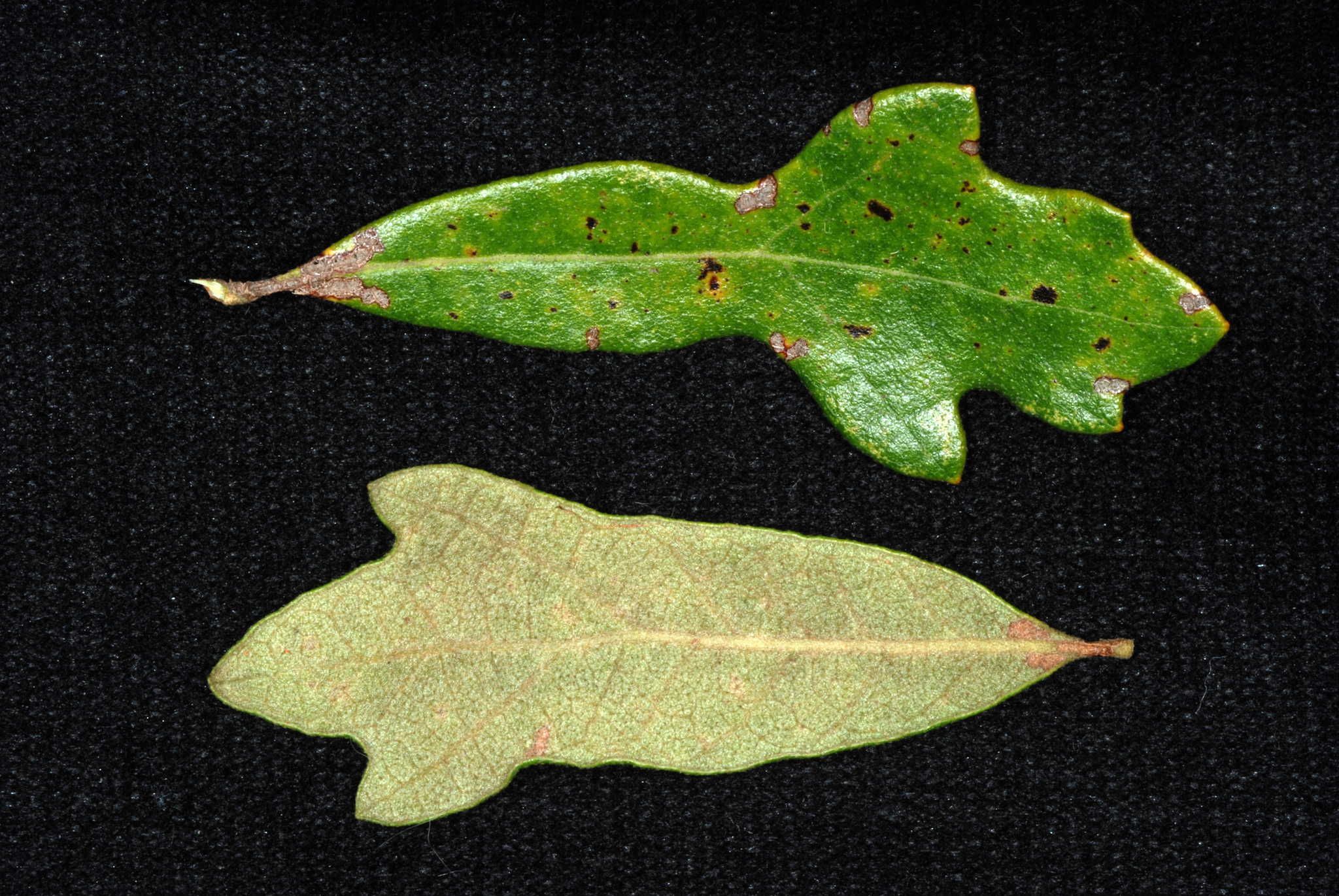 Quercus X harbisonii