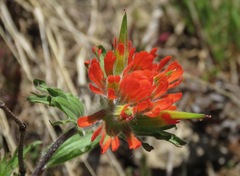 Castilleja hispida hispida