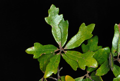 Quercus × harbisonii