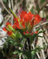 Castilleja hispida hispida