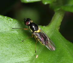 Acanthasargus
