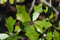 Quercus × harbisonii