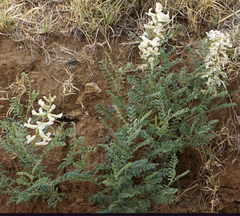 Sophora nuttalliana