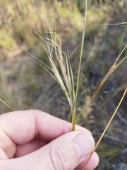 Diheteropogon amplectens