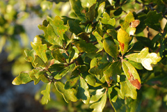 Quercus × harbisonii