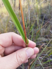 Diheteropogon amplectens