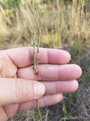 Diheteropogon amplectens