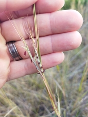Diheteropogon amplectens
