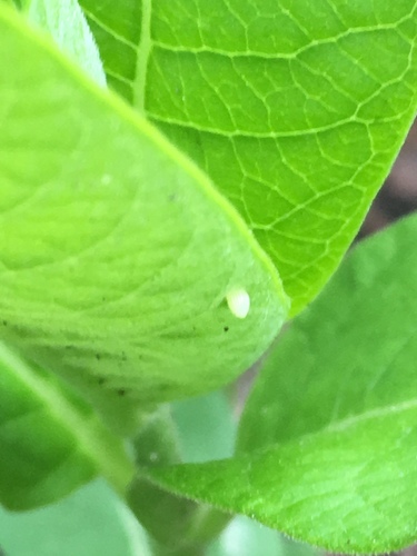 Monarch photographed in Illinois