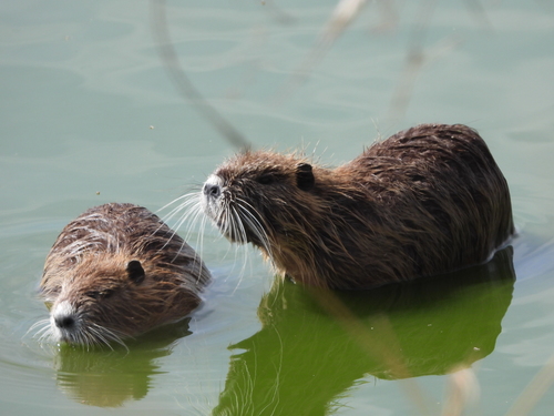 Ảnh của Hải ly Nam Mỹ