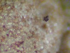 Clastoderma