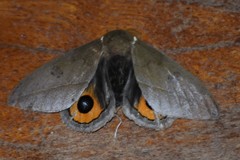 Automeris naranja