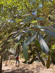 Simarouba