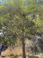 Simarouba