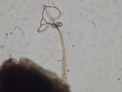 Clastoderma