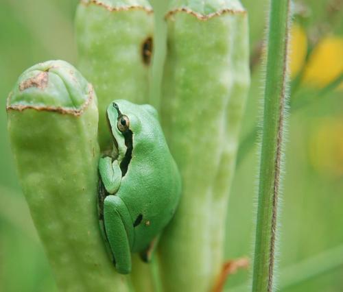 Walker's Tree Frog