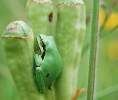 Hyla walkeri