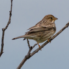 Emberiza calandra
