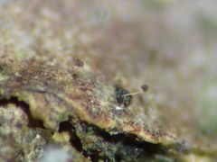 Clastoderma