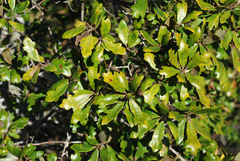 Quercus × harbisonii