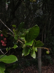 Byrsonima ligustrifolia