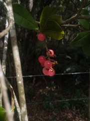 Byrsonima ligustrifolia