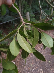 Byrsonima ligustrifolia