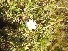 Cerastium viride